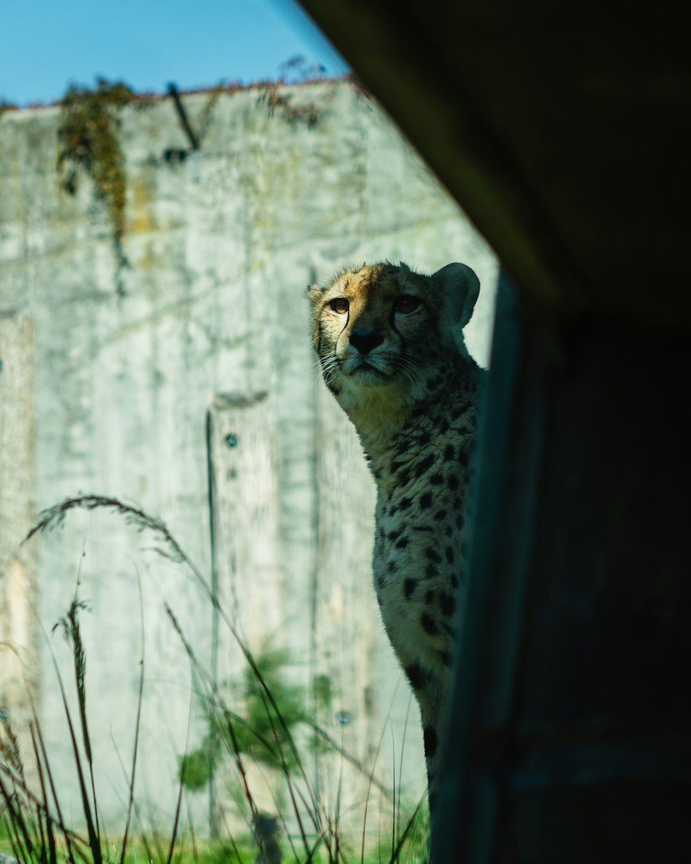 Un guepardo en una ventana