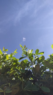 a close-up of some leaves