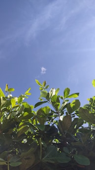 a close-up of some leaves