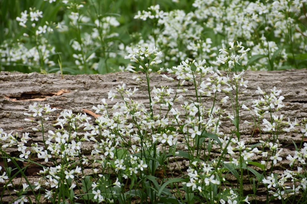 a field of white flowers