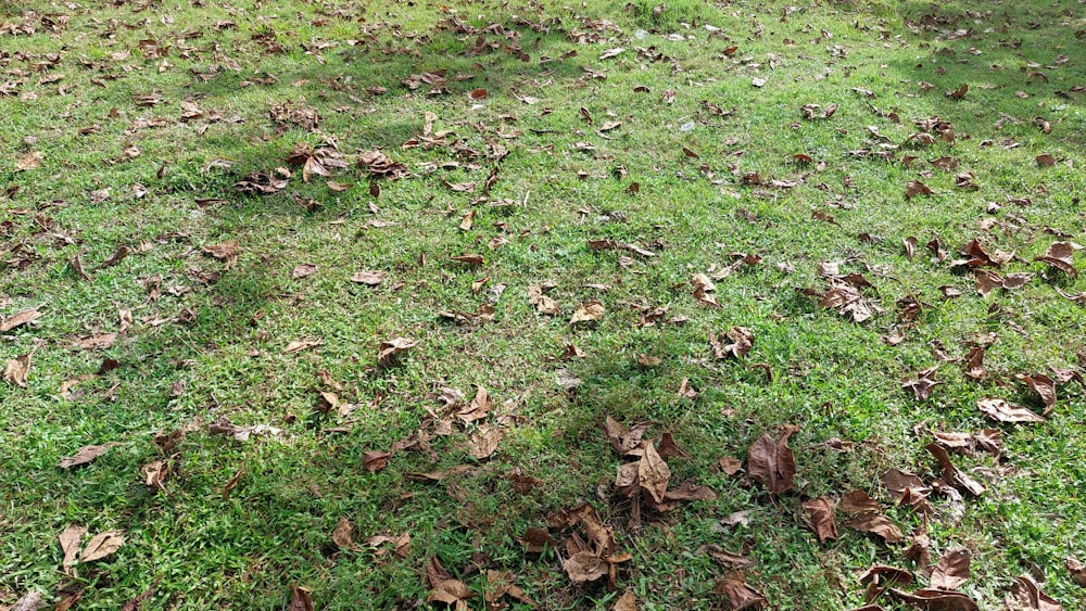 un campo d'erba con foglie