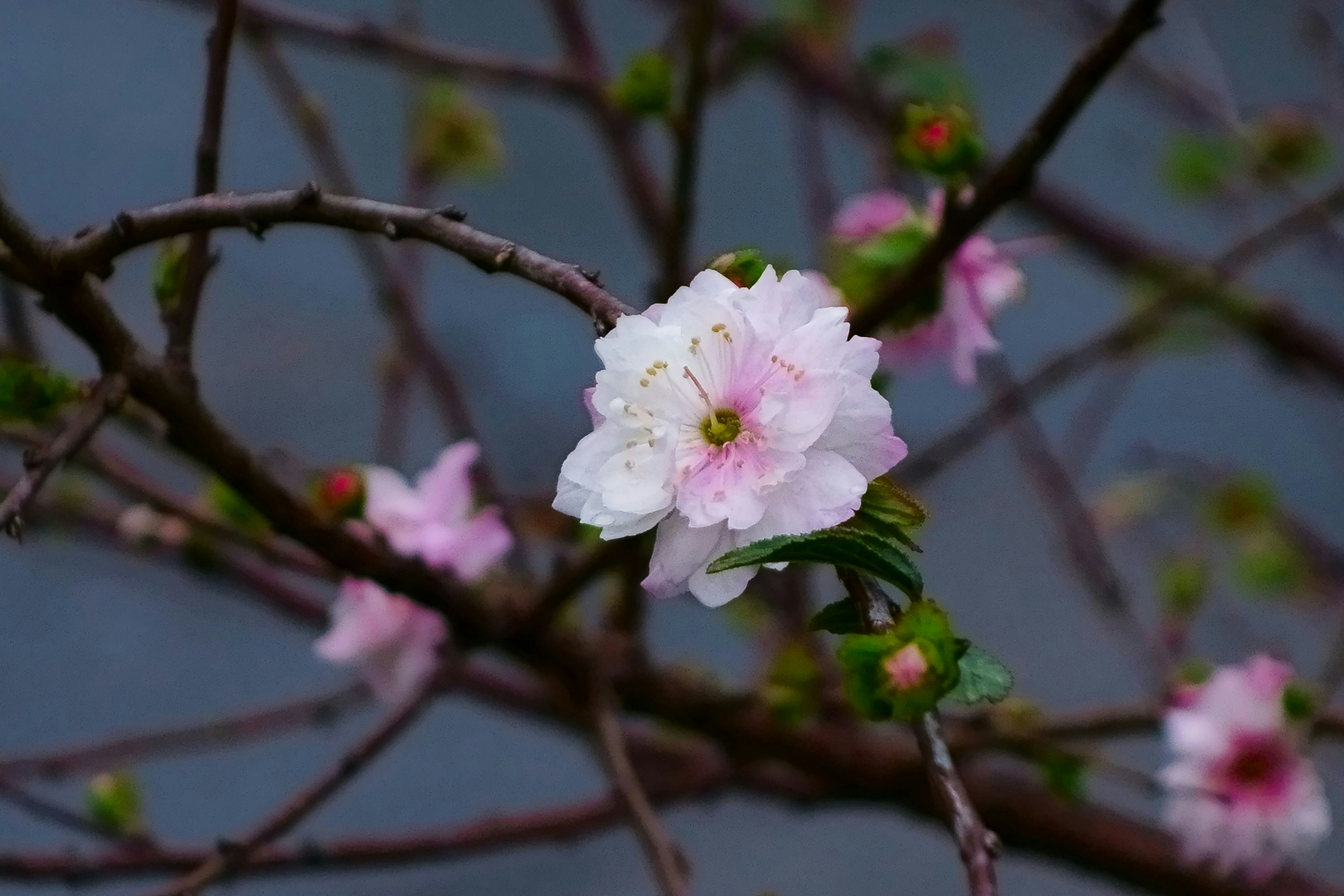 Photo by gingerlover