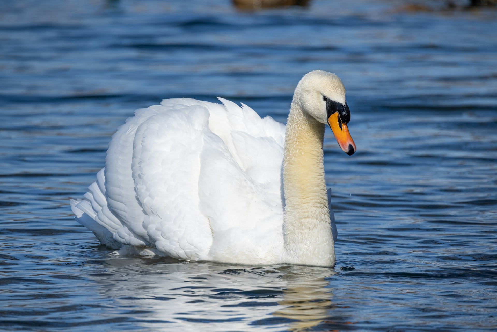 a couple of white geese in water