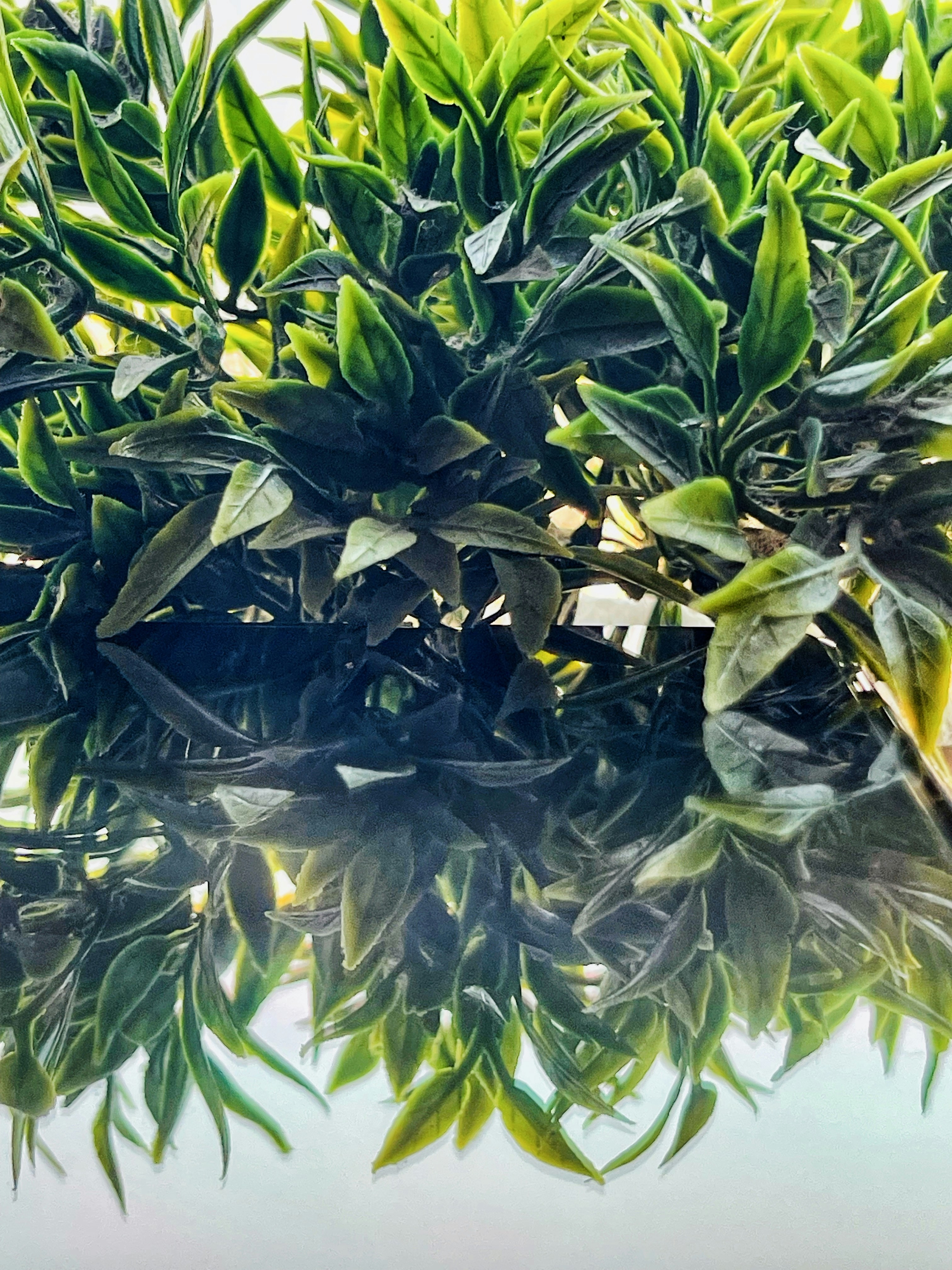 a close up of a plant