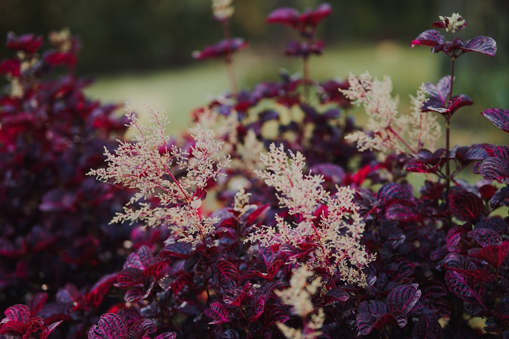 a close up of some flowers