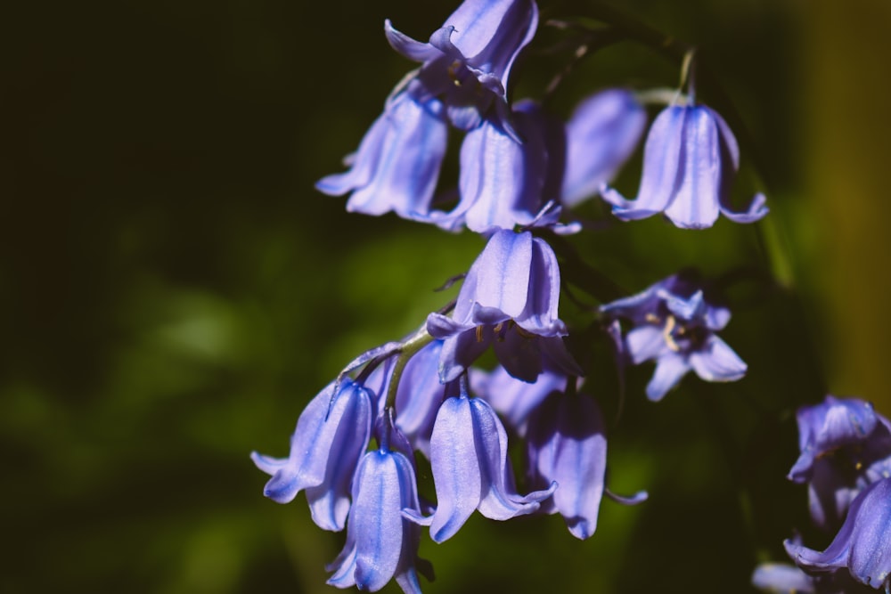 a close up of a flower