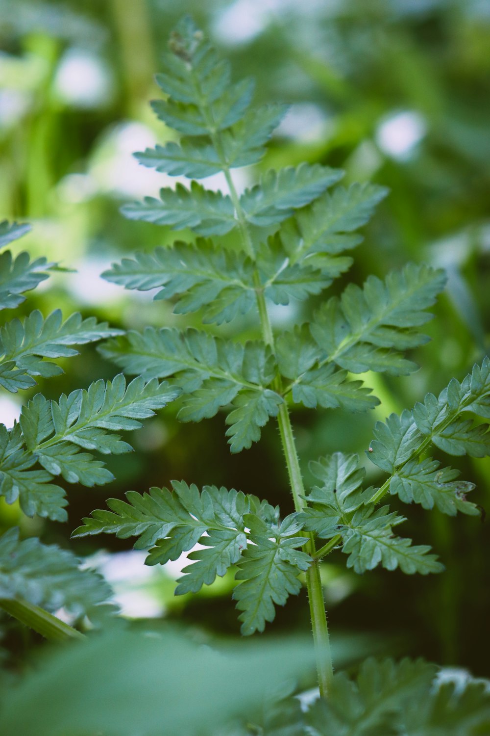 close up of a plant