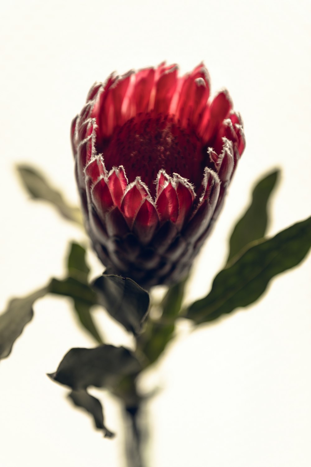 a close up of a flower