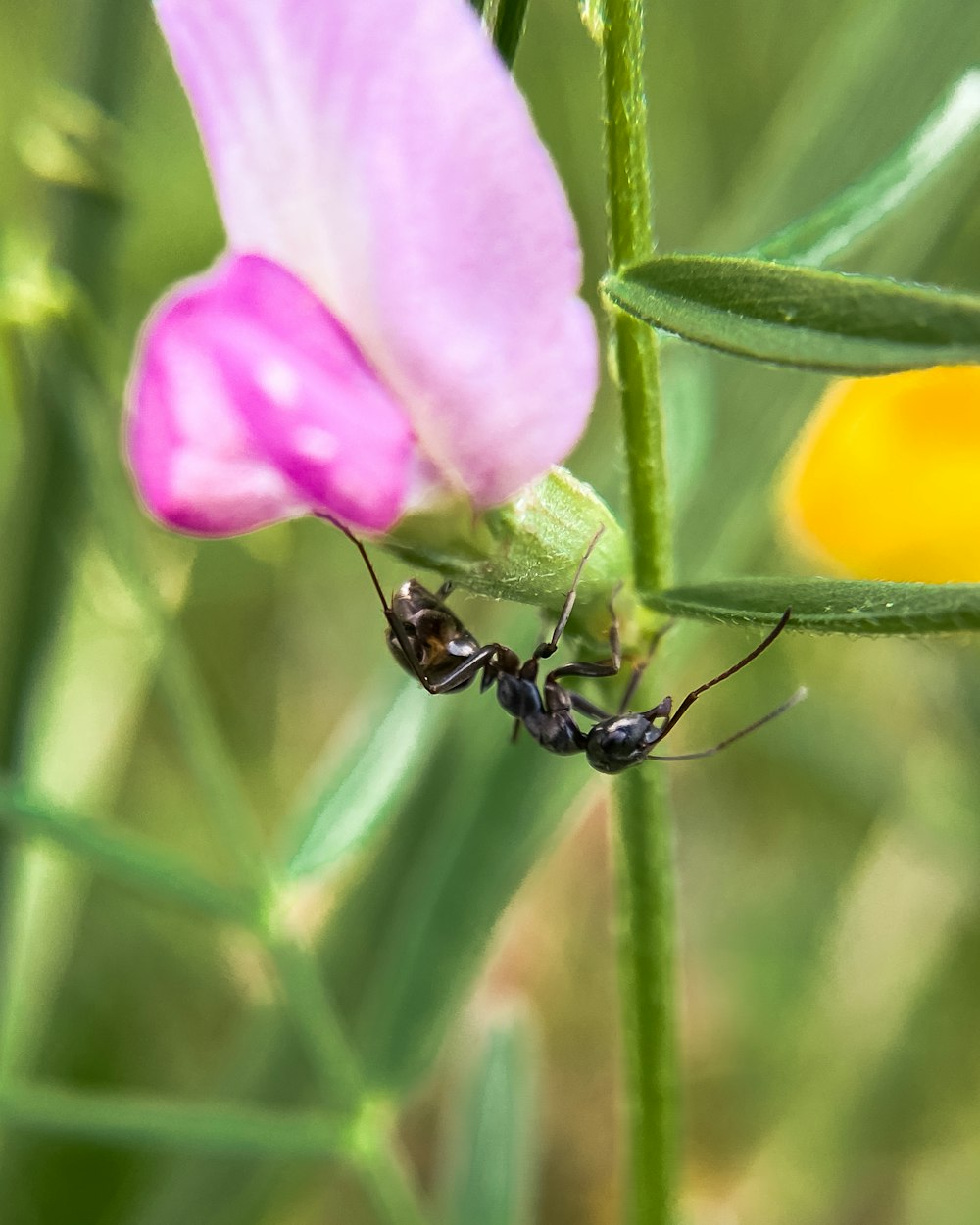 a black and white insect on a pink flower