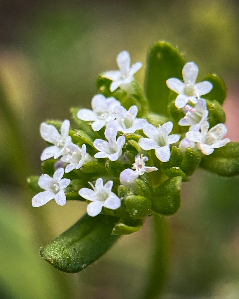 a close up of a plant with white flowers