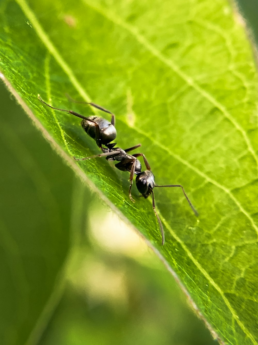 a group of ants on a leaf