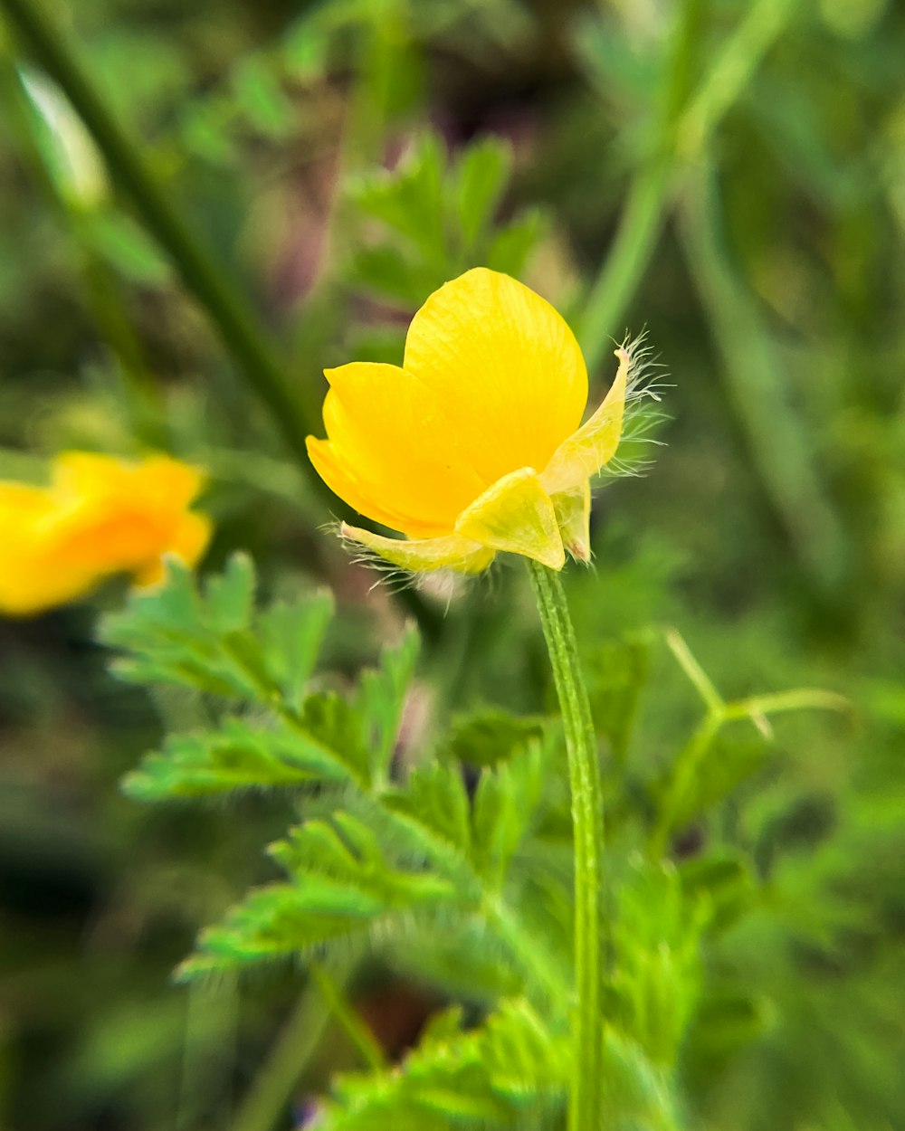 a yellow flower in a field