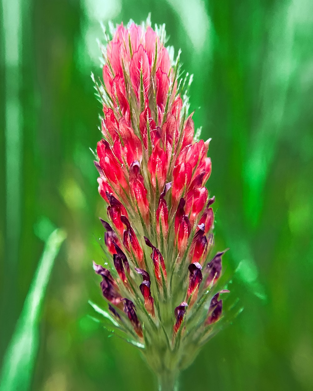 a close up of a flower