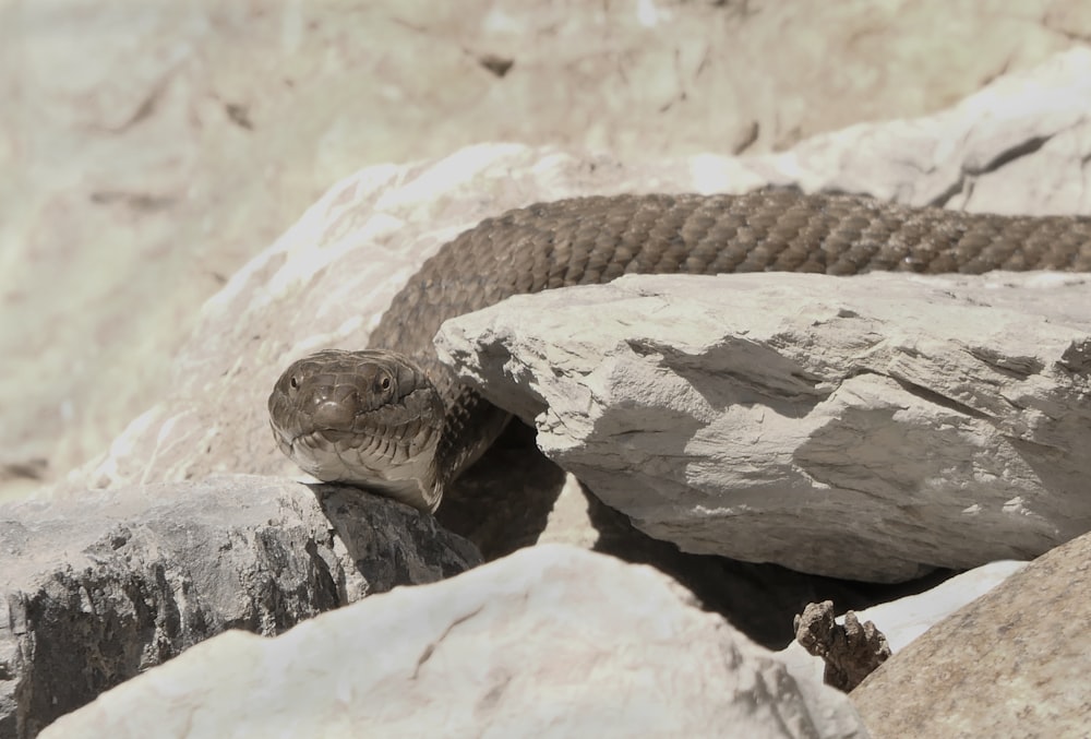 a lizard on a rock