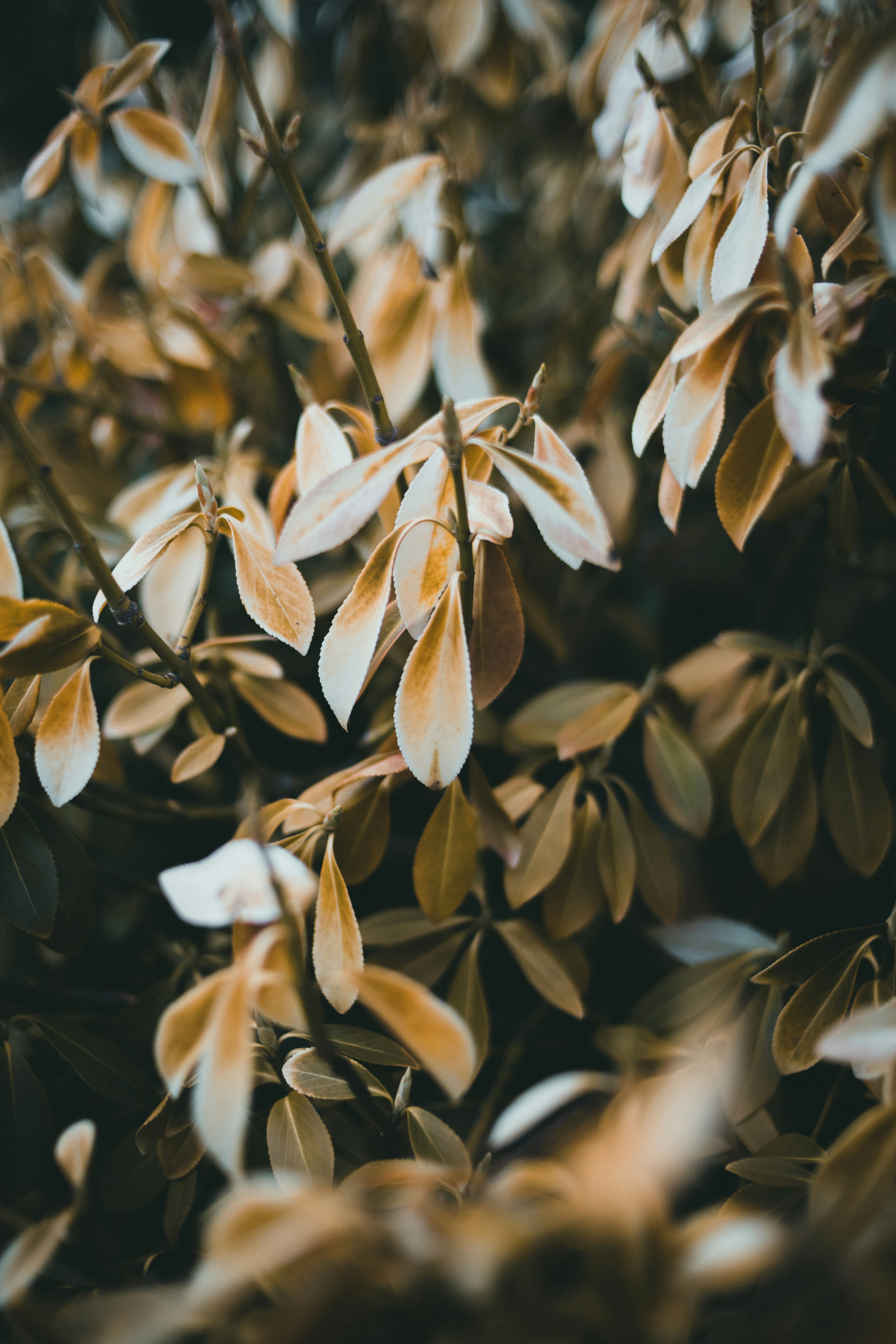 Photo by theshuttervision