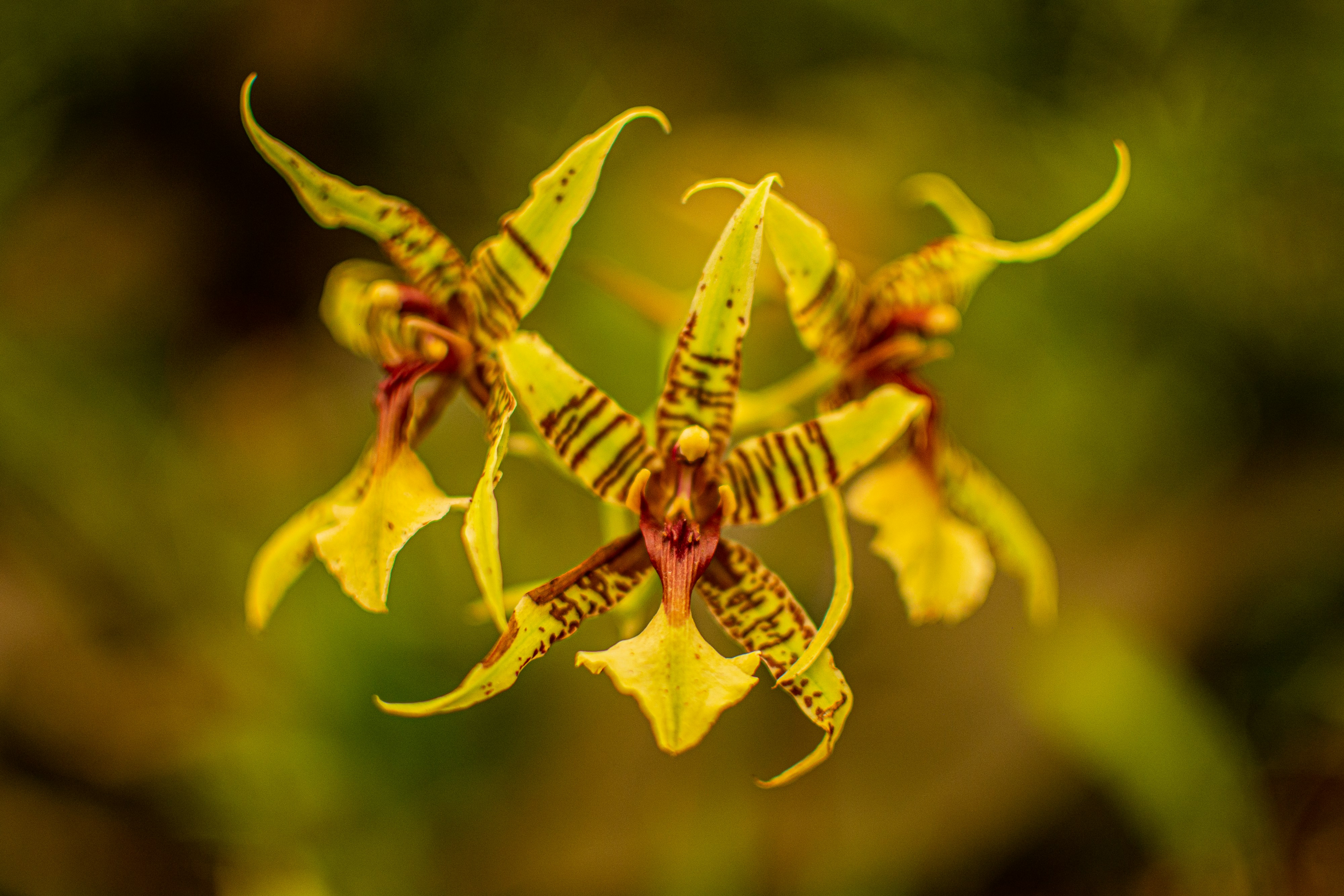 Photo by kiyoshi_jpg