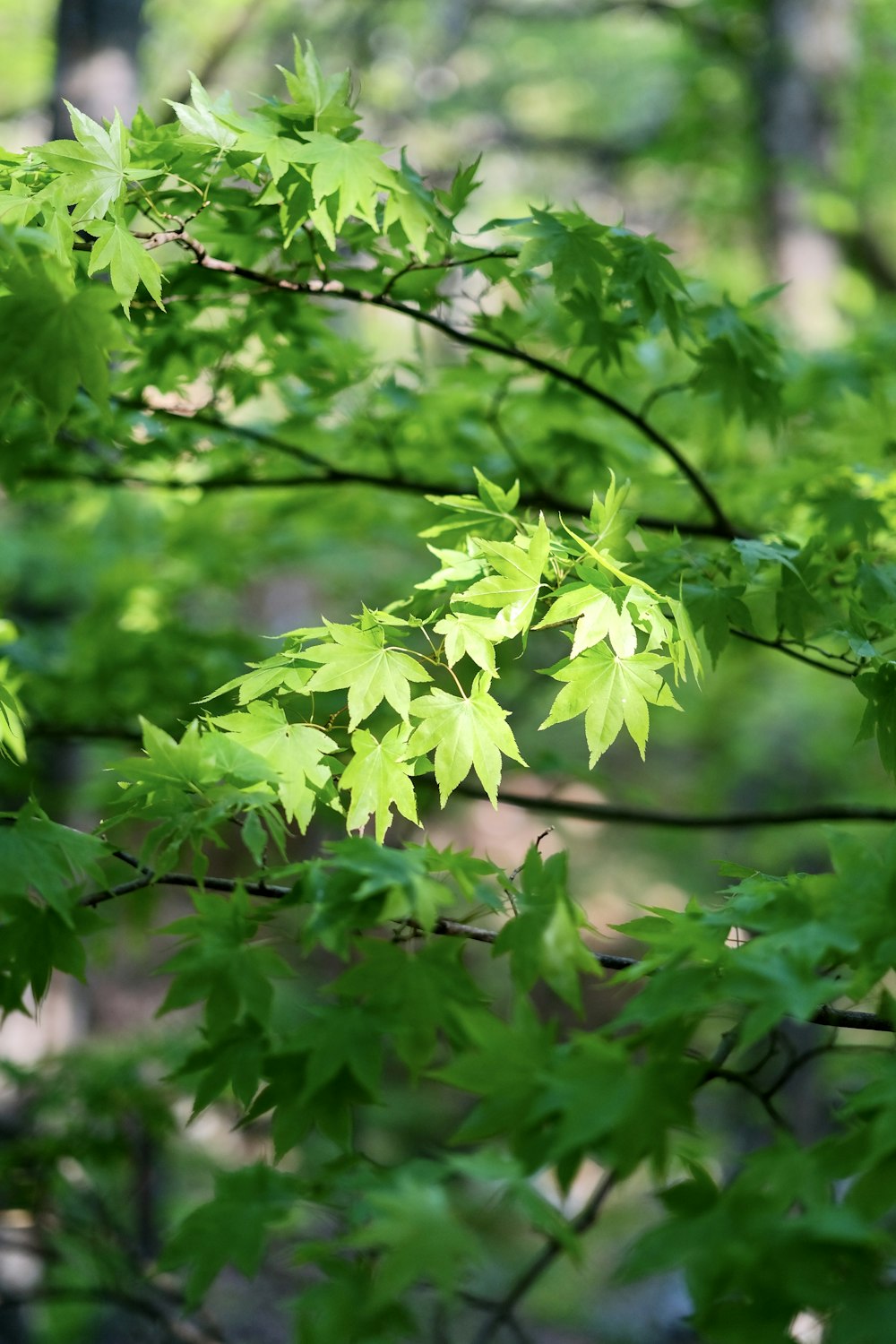 a close up of some leaves