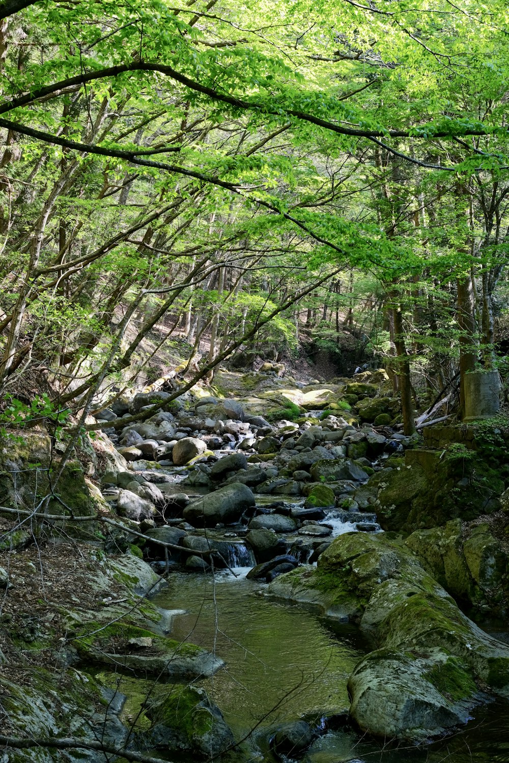 a stream with rocks and trees