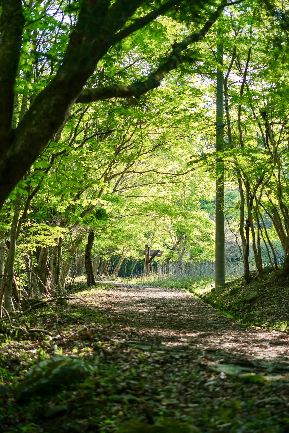 Ein Weg durch einen Wald