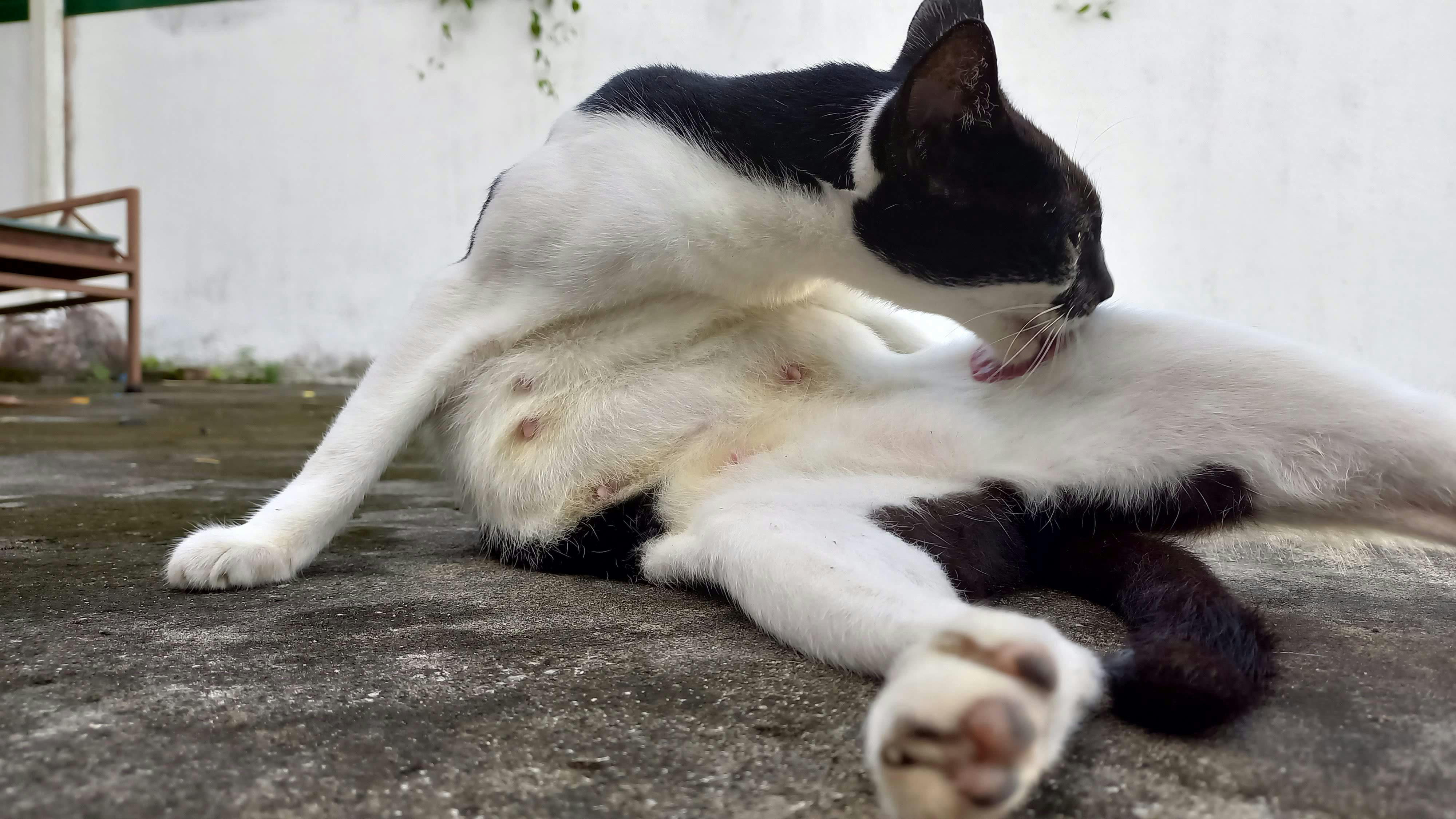 a cat lying on the ground