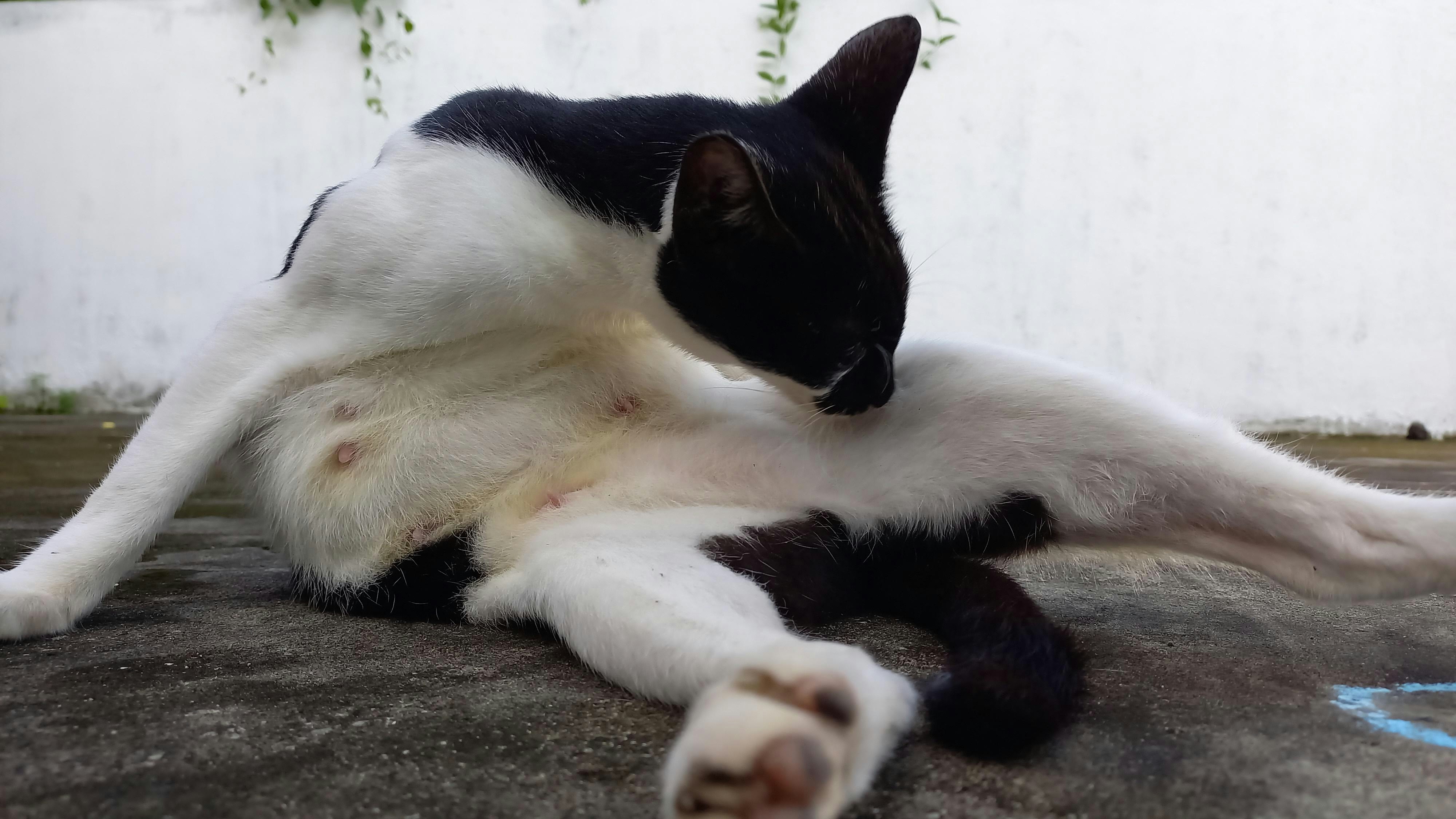 Cách Tắm Mèo Ghét Nước: Mẹo Fear-Free từ Pet NGON