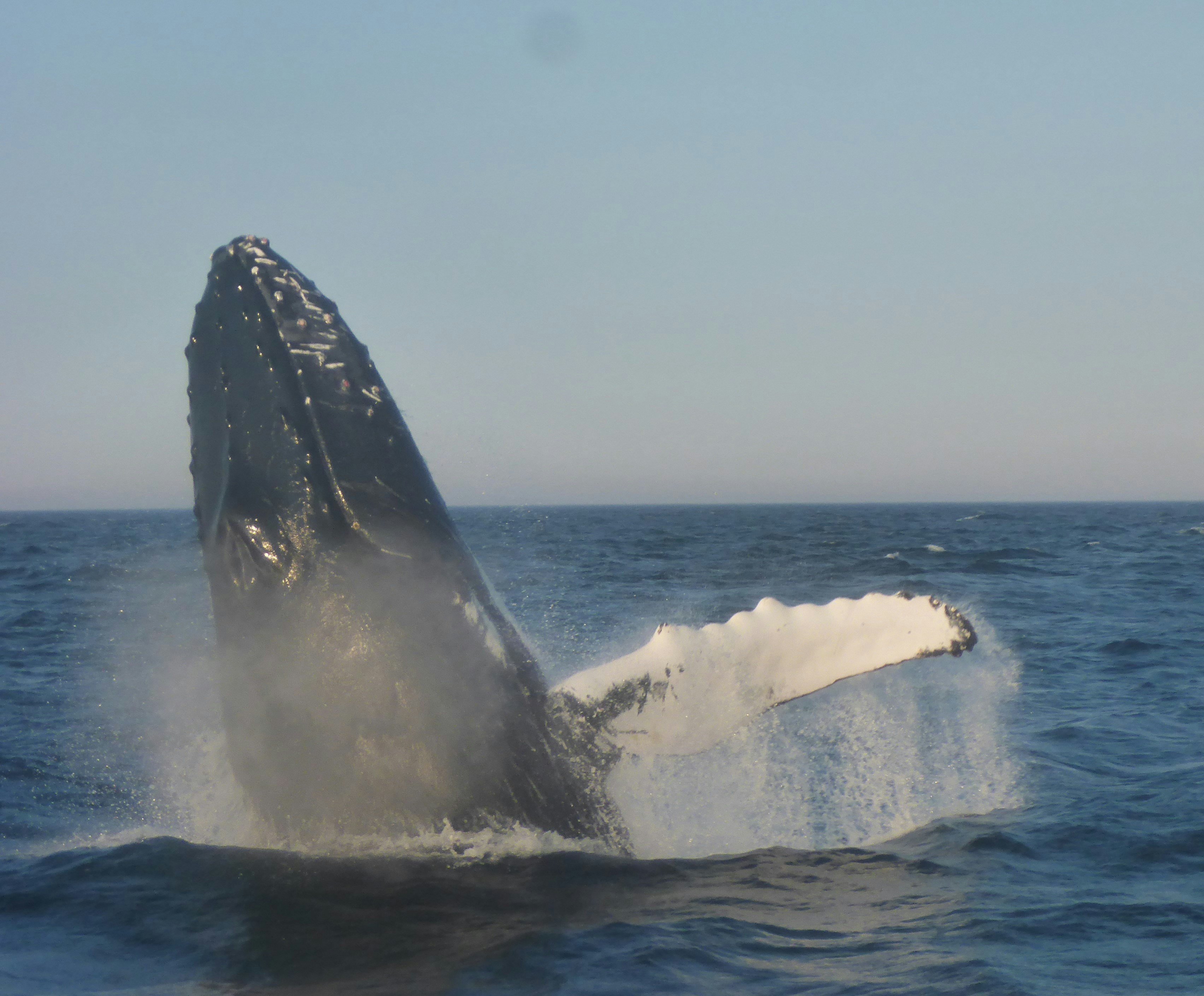 Humpback whale breaching ocean surface, deep blue water, dramatic splash and spray