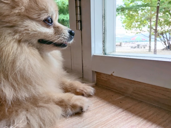 a dog looking out a window