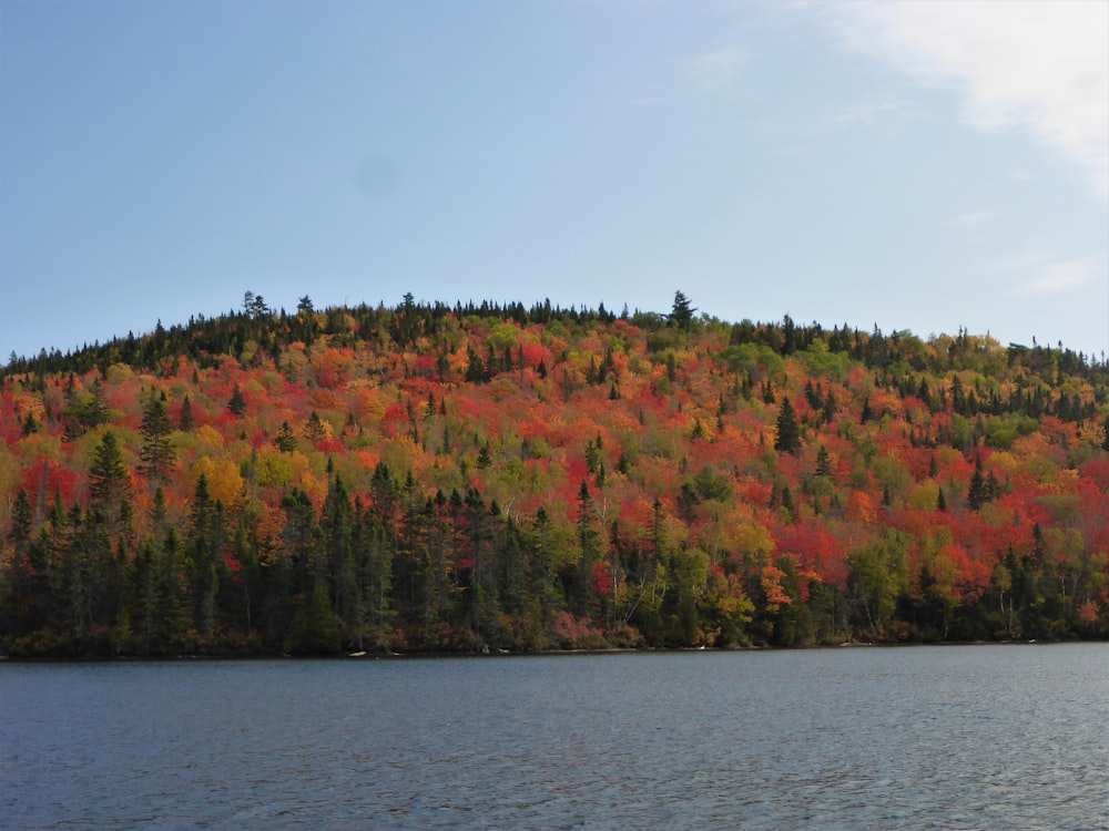 a body of water with trees on the side