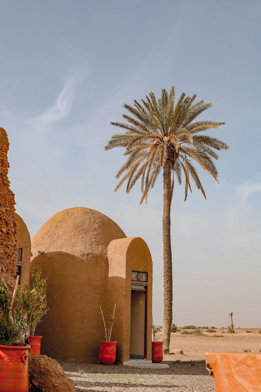 a palm tree in front of a building