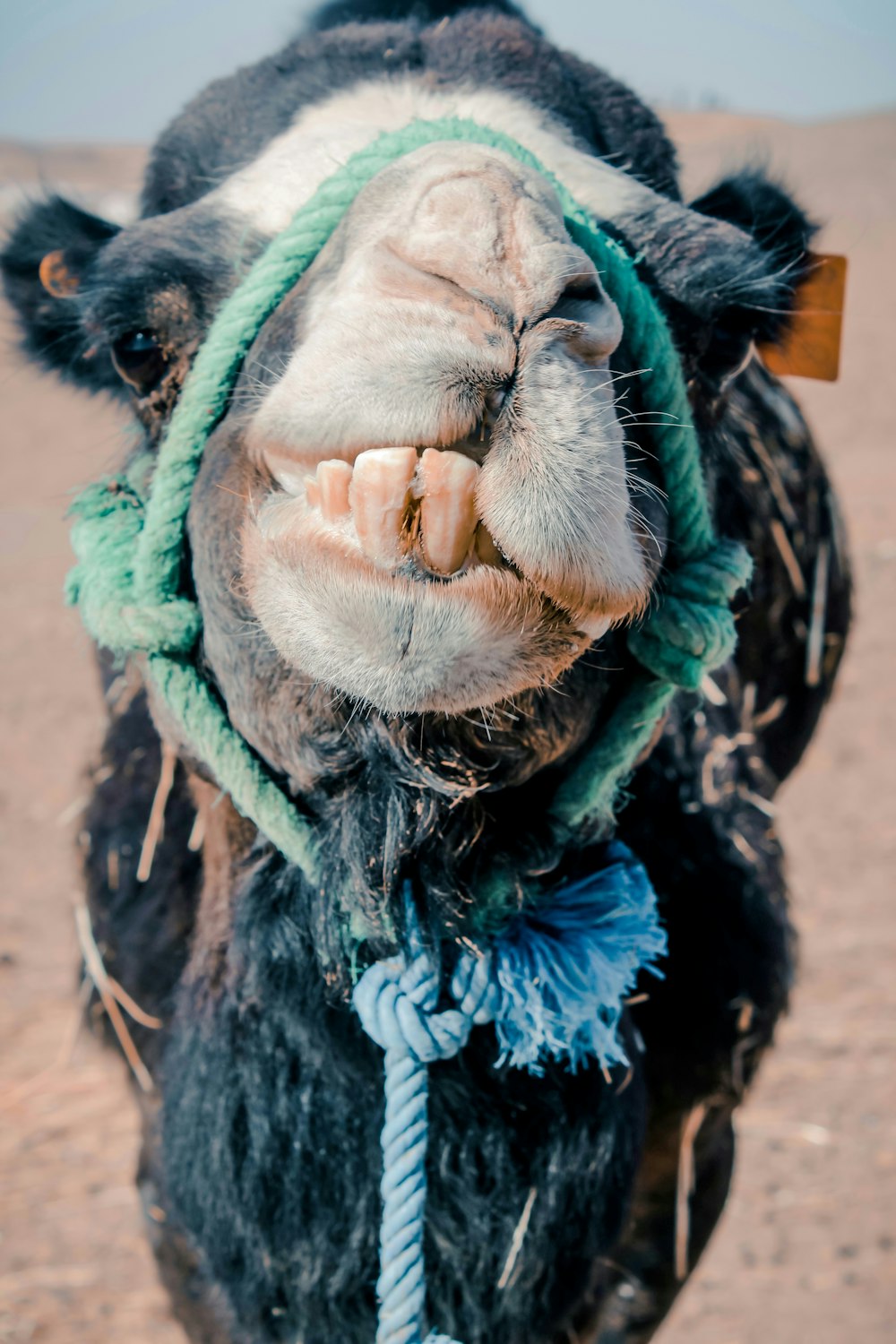 a close up of a cow