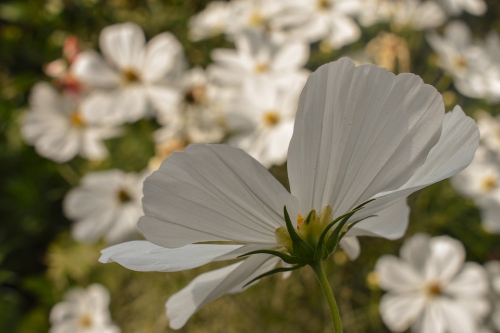 a close up of a white flower