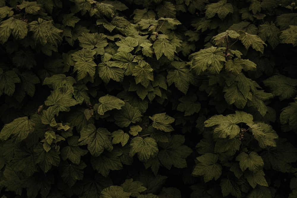 a large group of green leaves