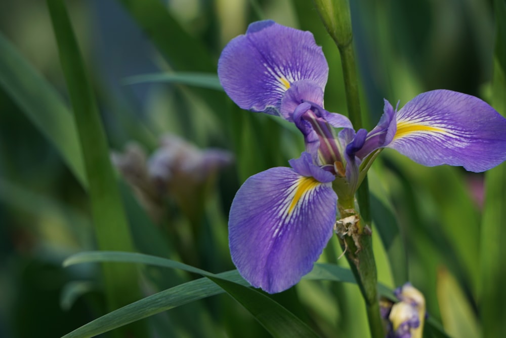 a purple flower with green leaves