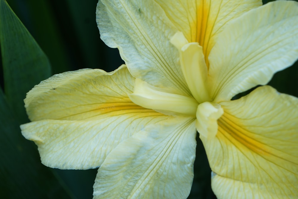 a close up of a flower