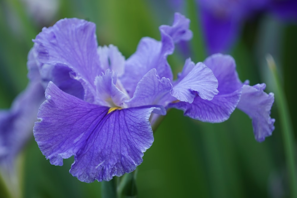 a close up of a purple flower