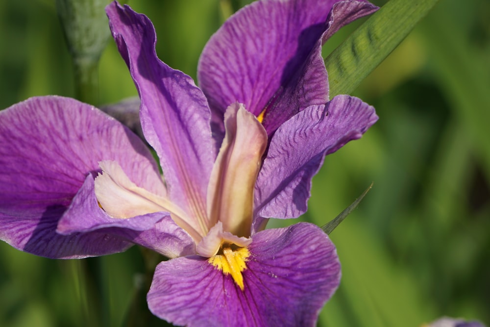 a purple flower with yellow center