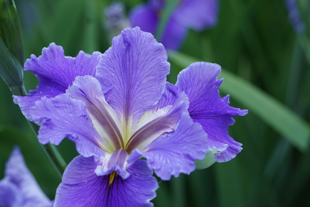 a purple flower with green leaves