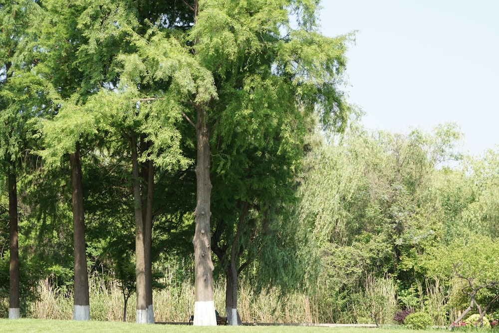 a group of trees