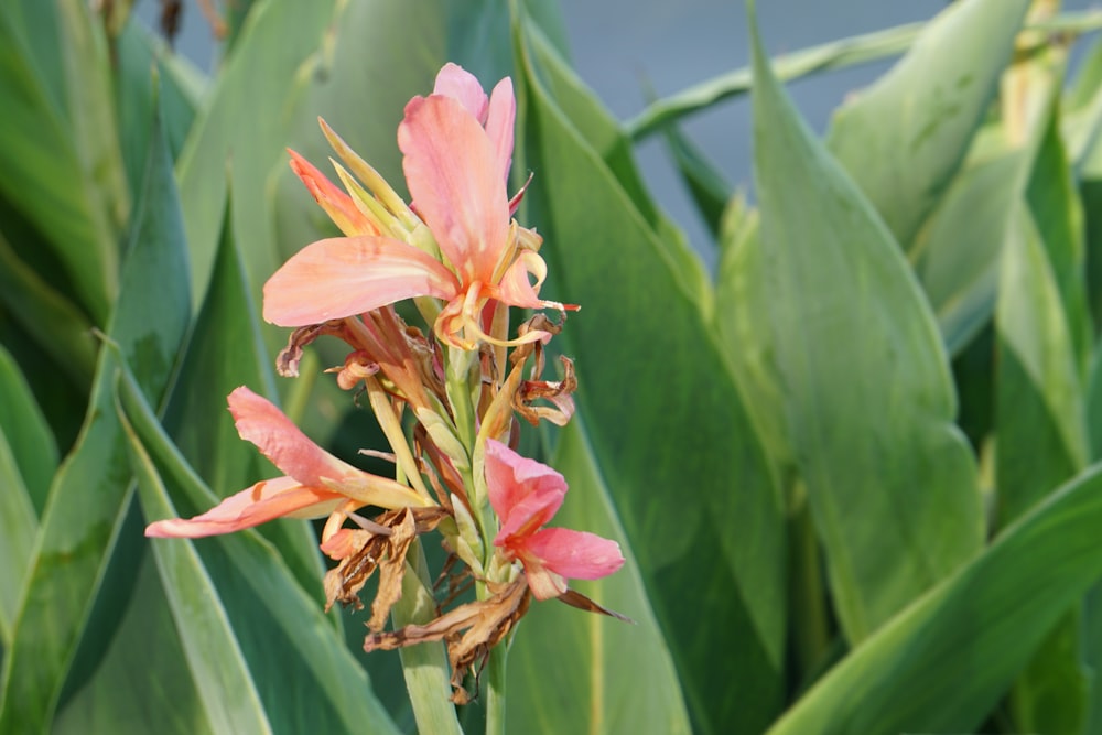 a close-up of some flowers