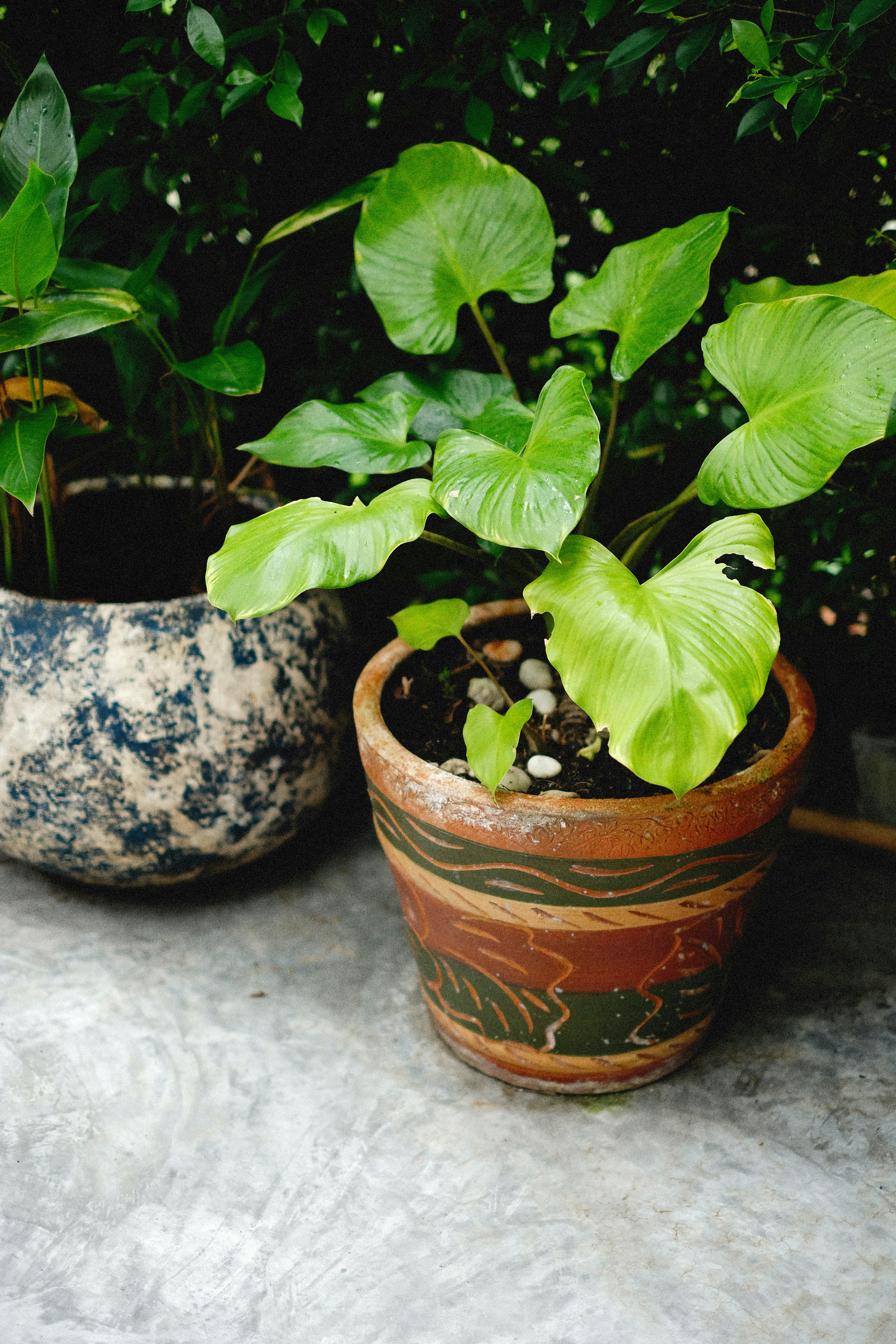 Varieties of oolong tea leaves displayed in small bowls