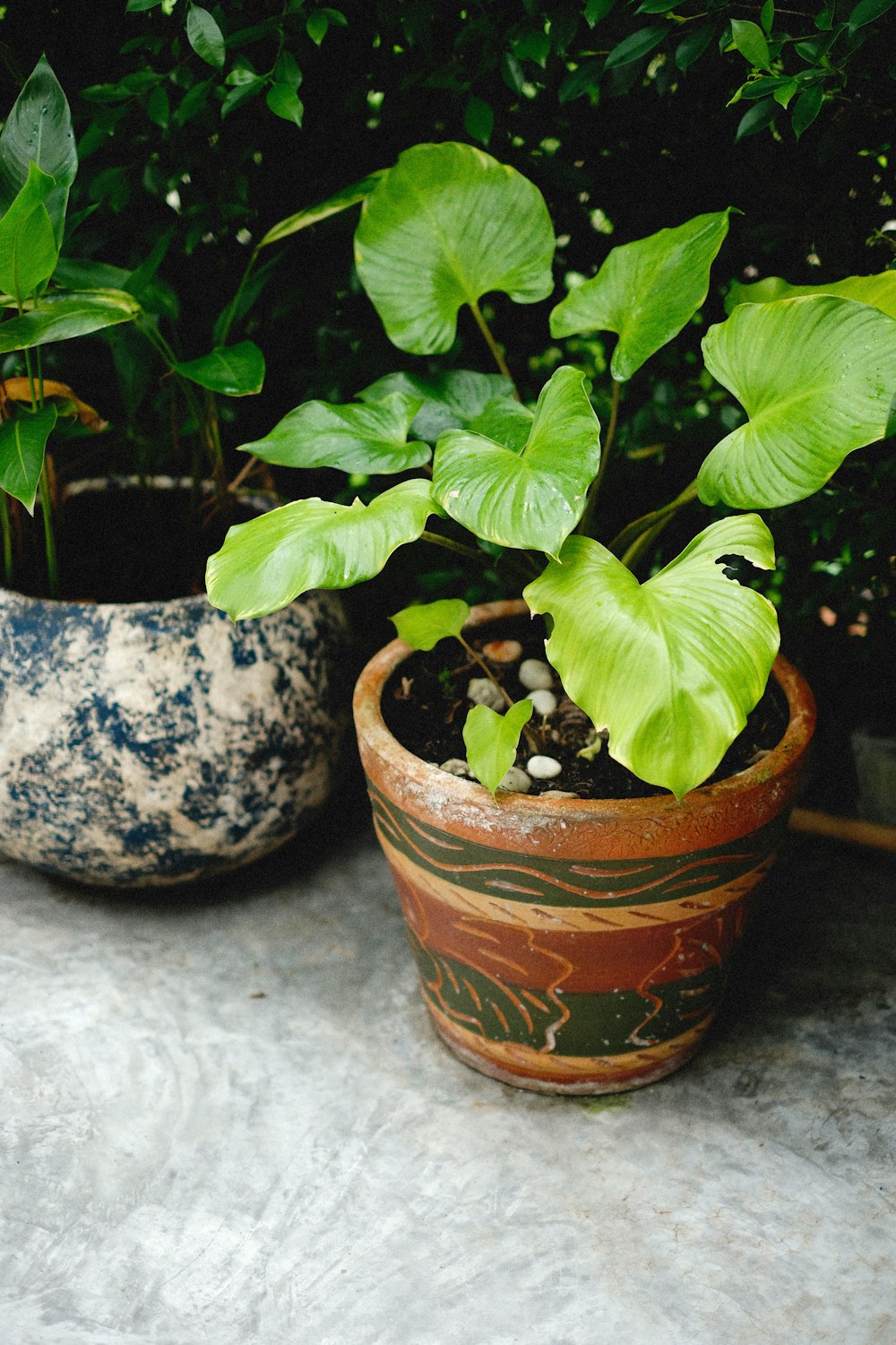 a couple of potted plants