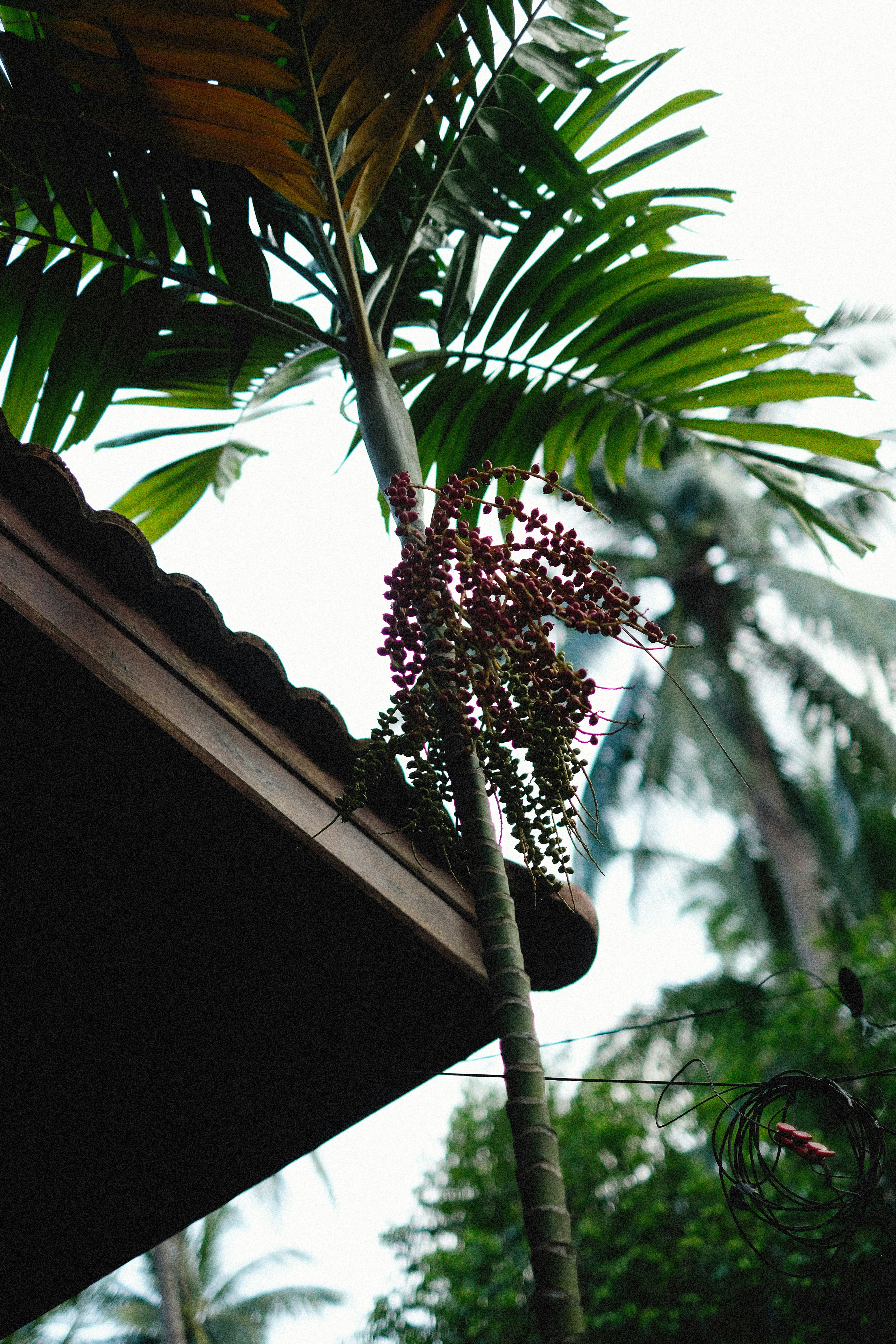 Photo by alexeydemidov