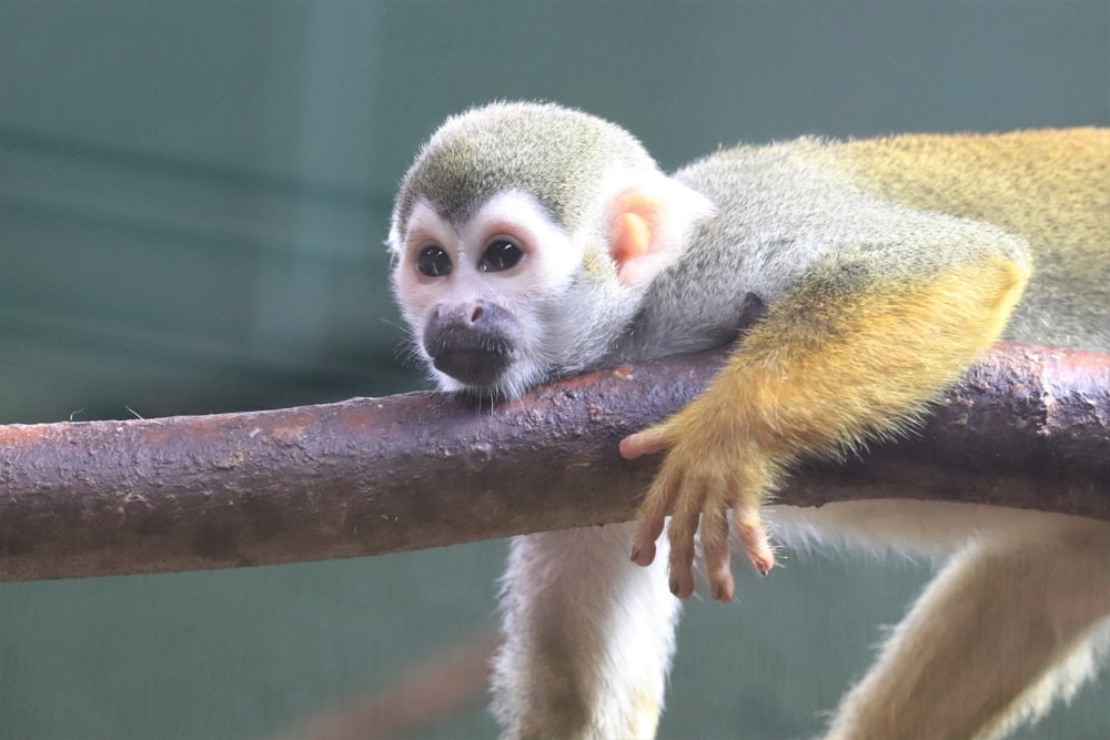 a monkey on a branch