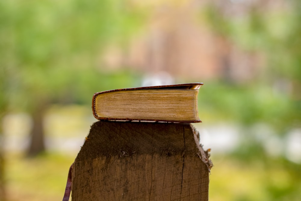 a wood block on a tree stump