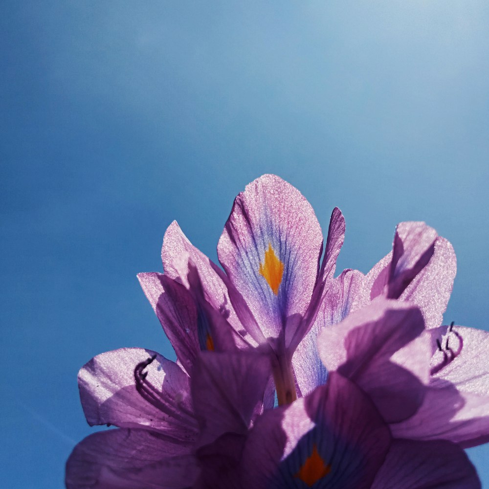 a close up of a purple flower