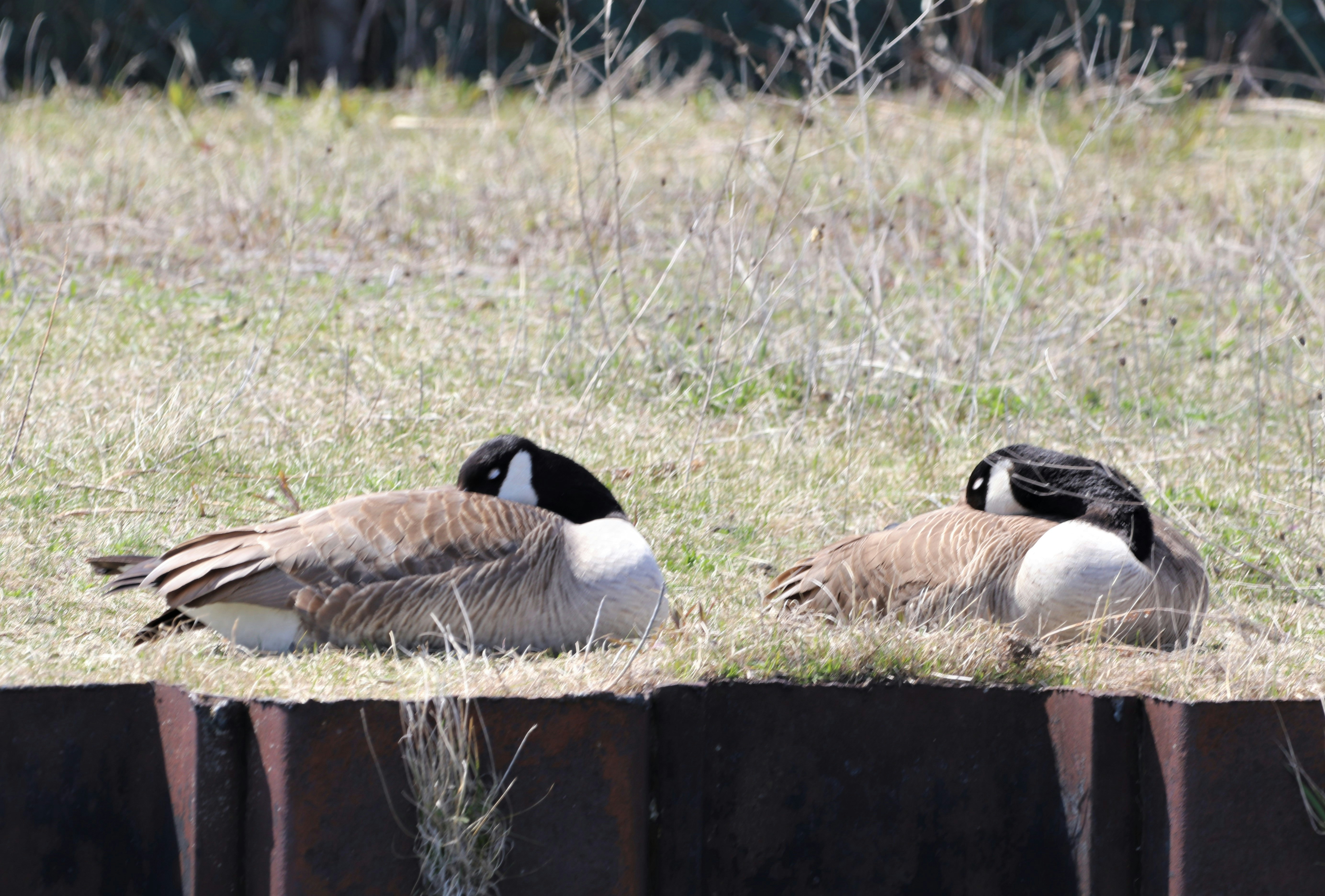 a group of ducks sitting on a fence