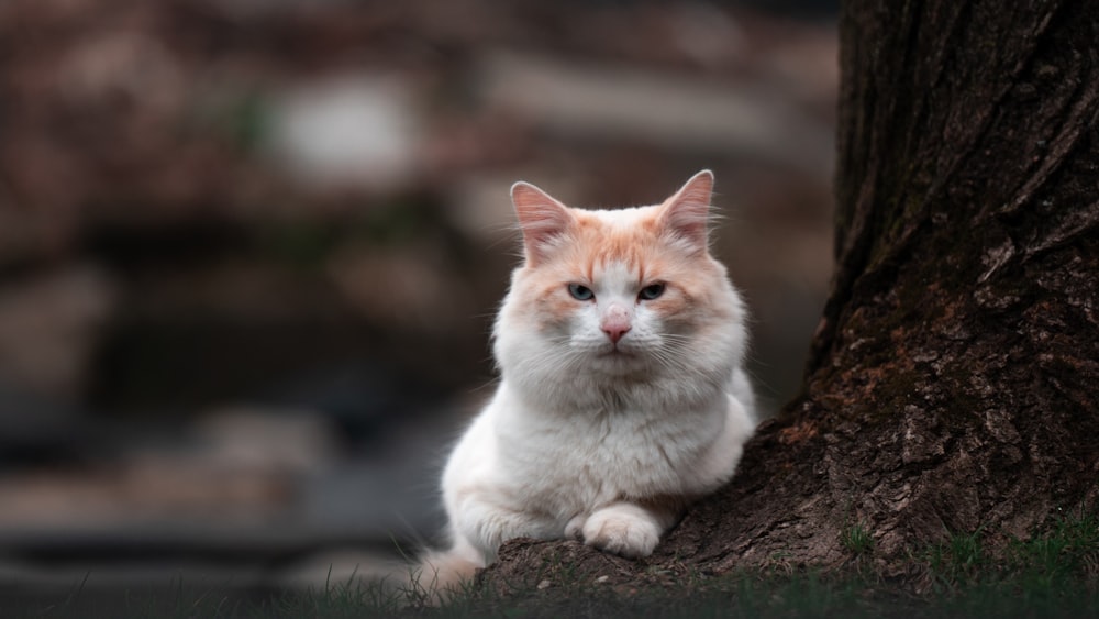 a cat sitting on the ground