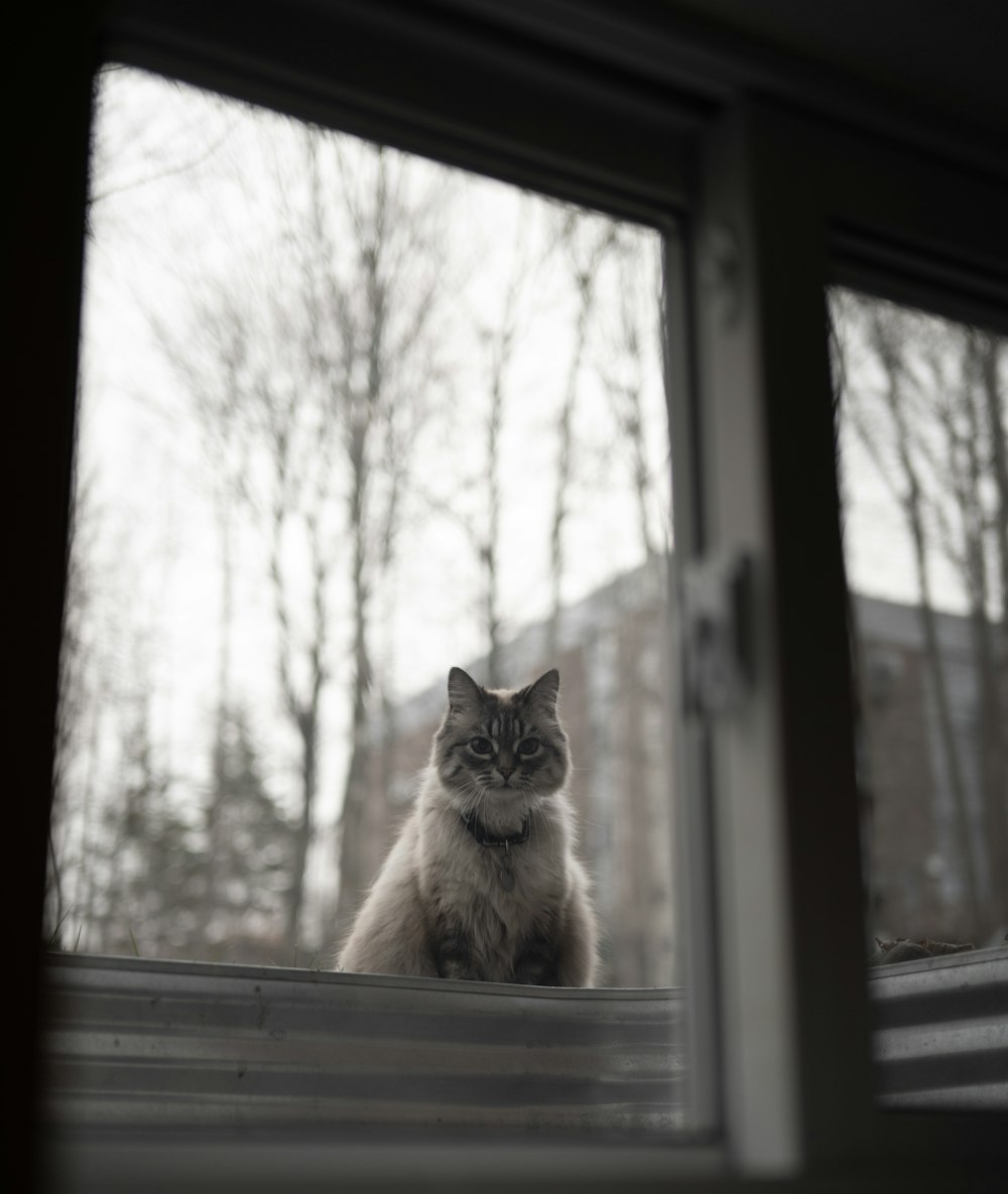A cat sitting on a window sill photo – Free Canada Image on Unsplash