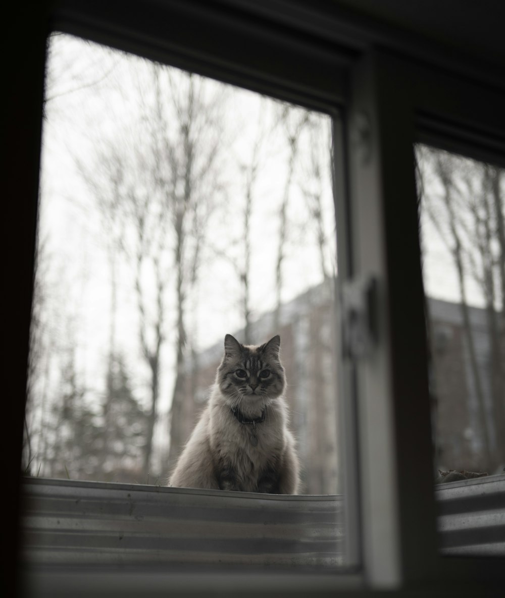 a cat sitting on a window sill