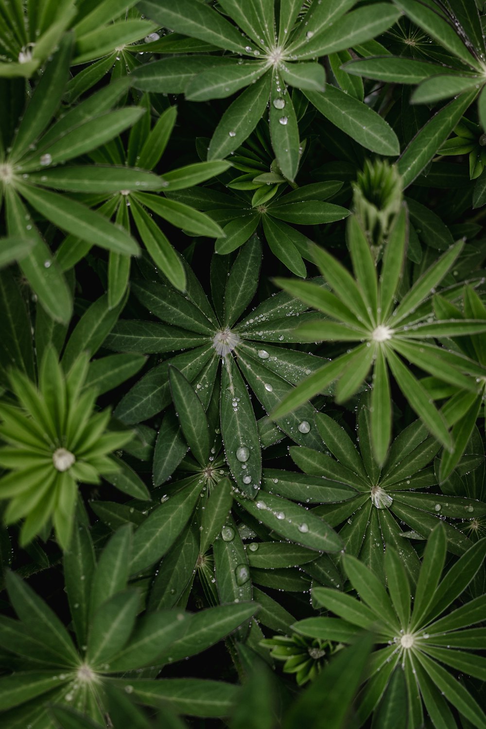 a close up of a plant